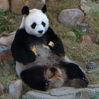 Óriáspanda a hong-kongi óceánparkban