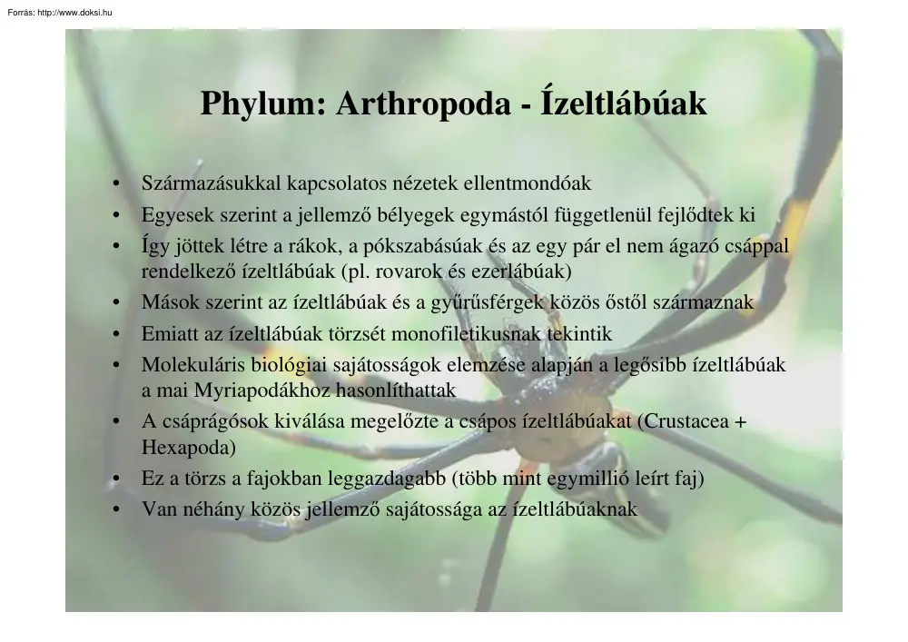 A pókszabásúak osztálya