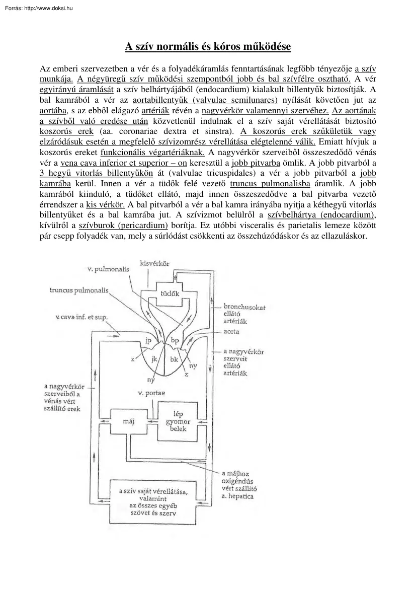 A szív normális és kóros működése