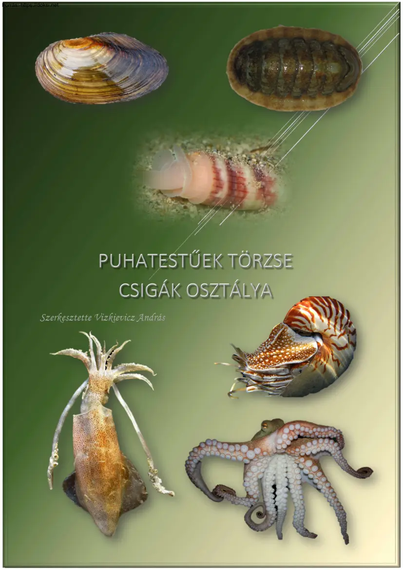 Vizkievicz András - Puhatestűek törzse, Csigák osztálya