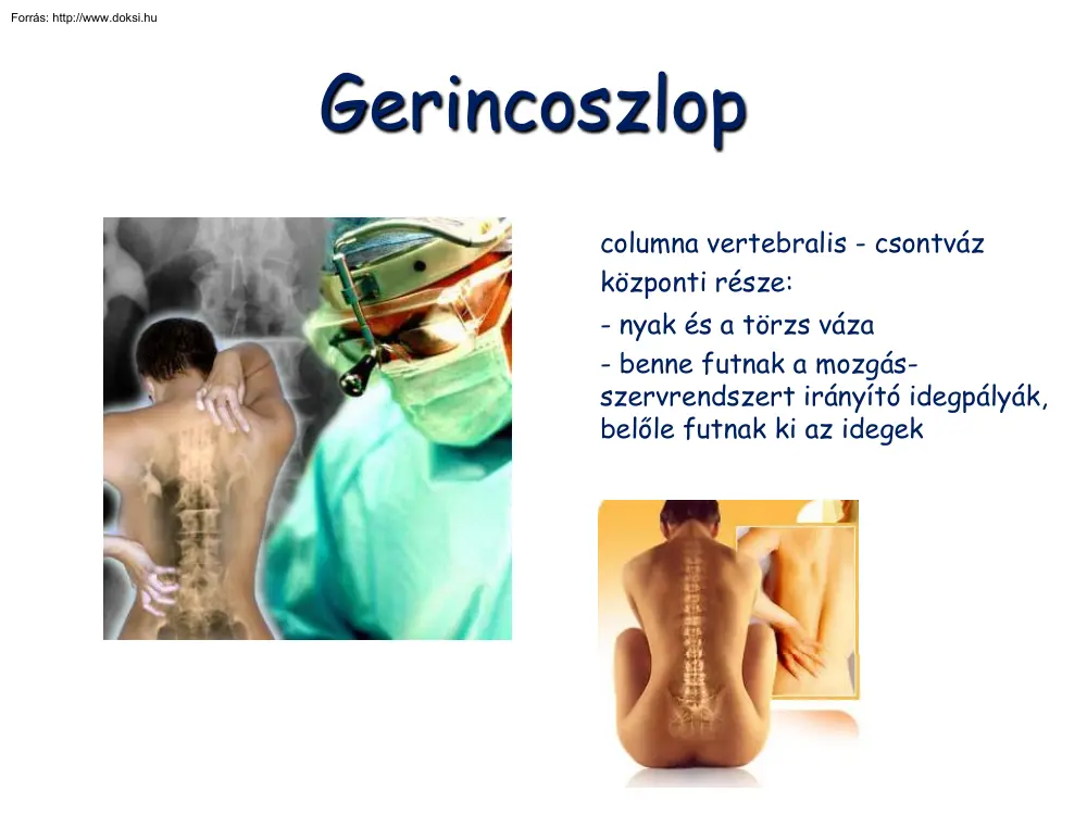 Gerincoszlop