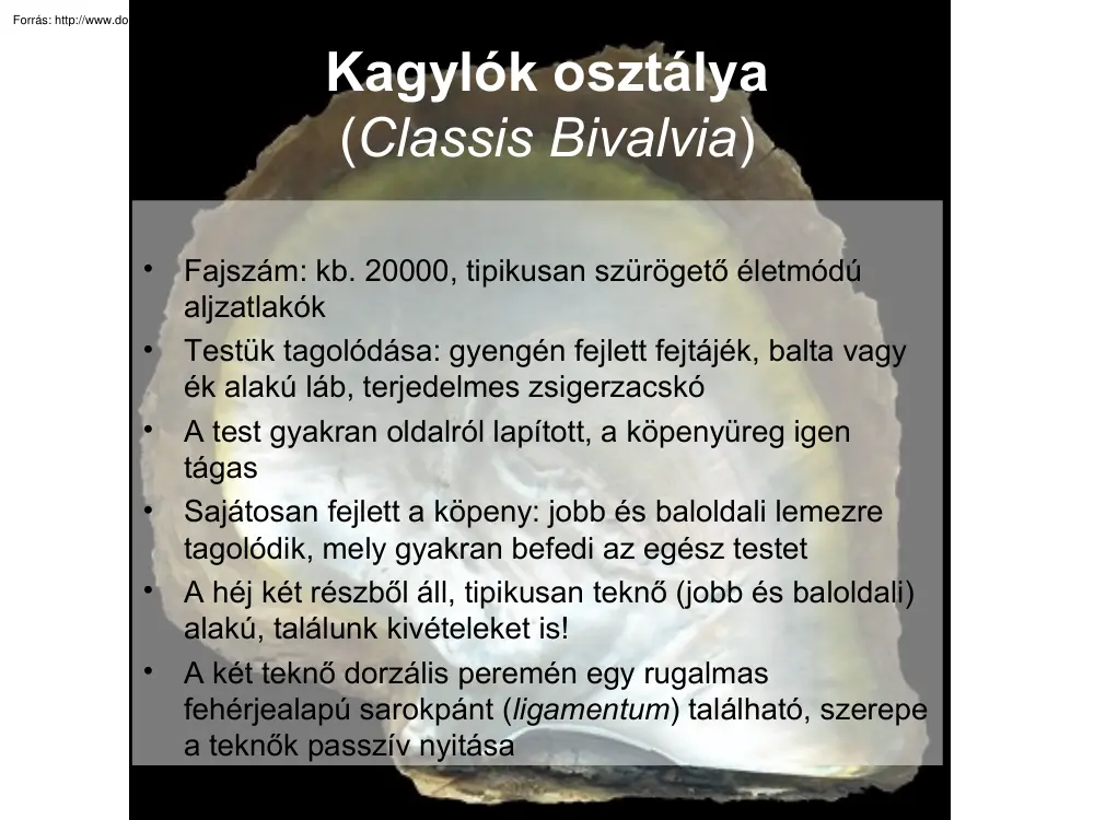 A kagylók osztálya