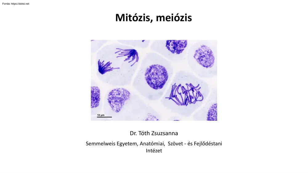 Dr. Tóth Zsuzsanna - Mitózis, meiózis