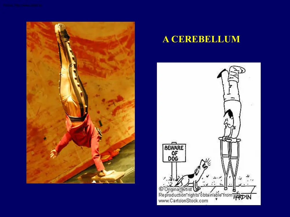 Cerebellum