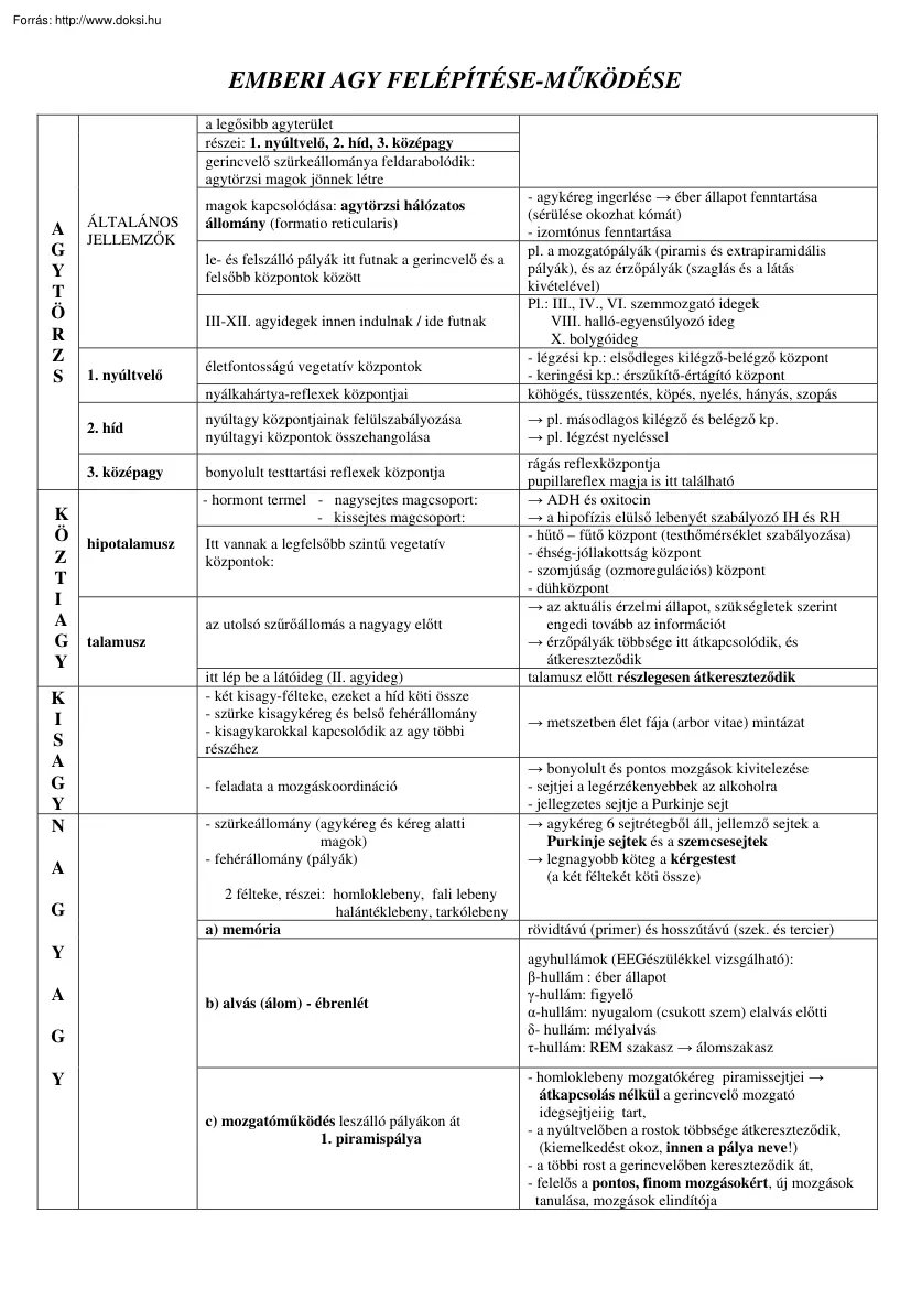 Az emberi agy felépítése és működése