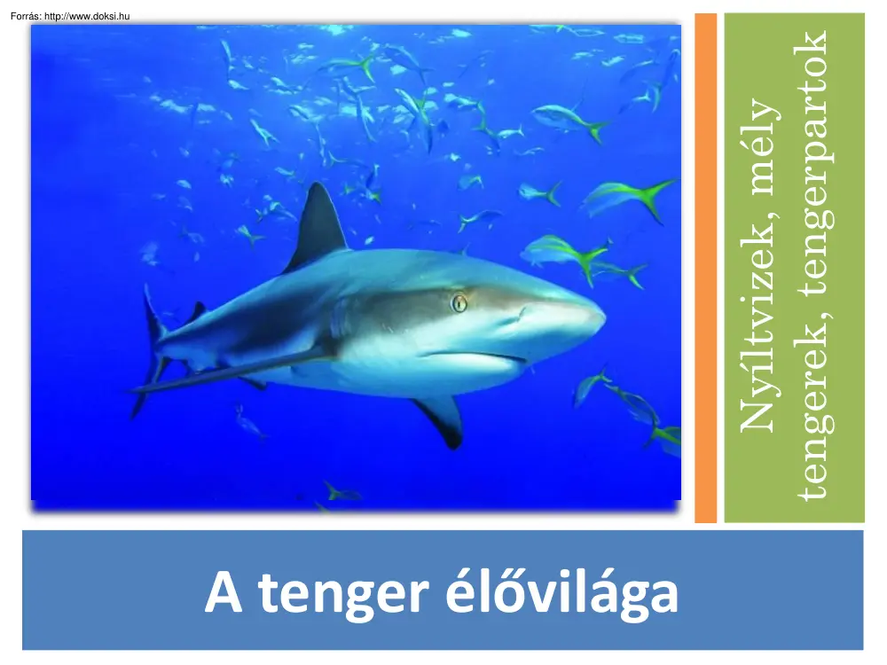 A tenger élővilága