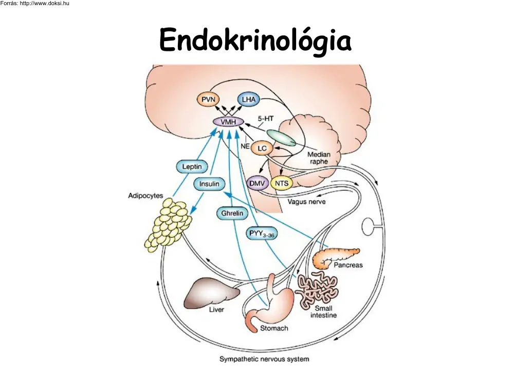 Tóth Attila - Endokrinológia