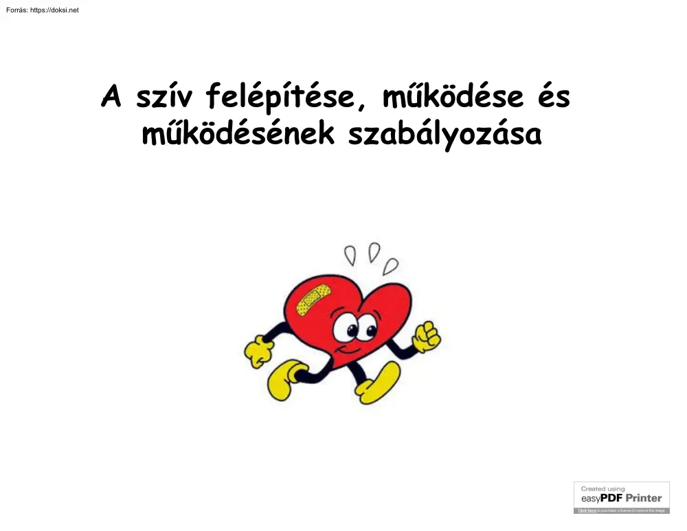 A szív felépítése, működése és működésének szabályozása