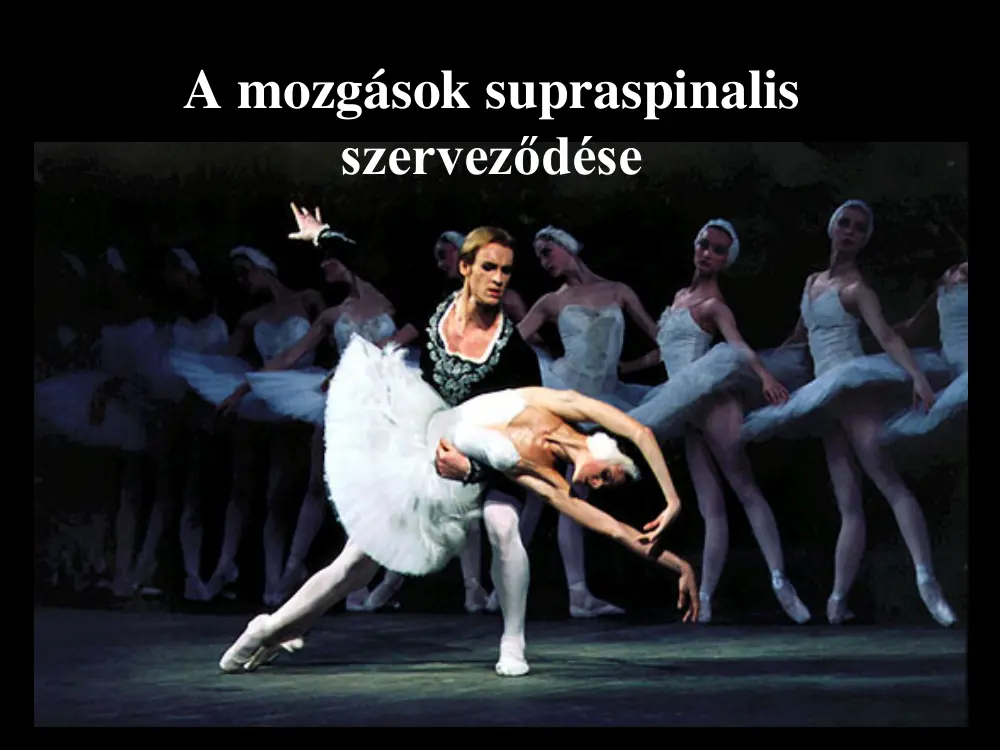 A mozgások supraspinalis szerveződése