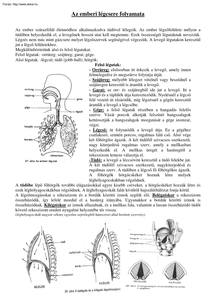 Az emberi légcsere folyamata