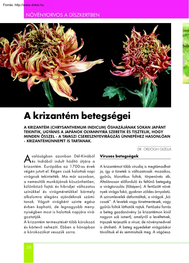 Dr. Ördögh Gizella - A krizantém betegségei