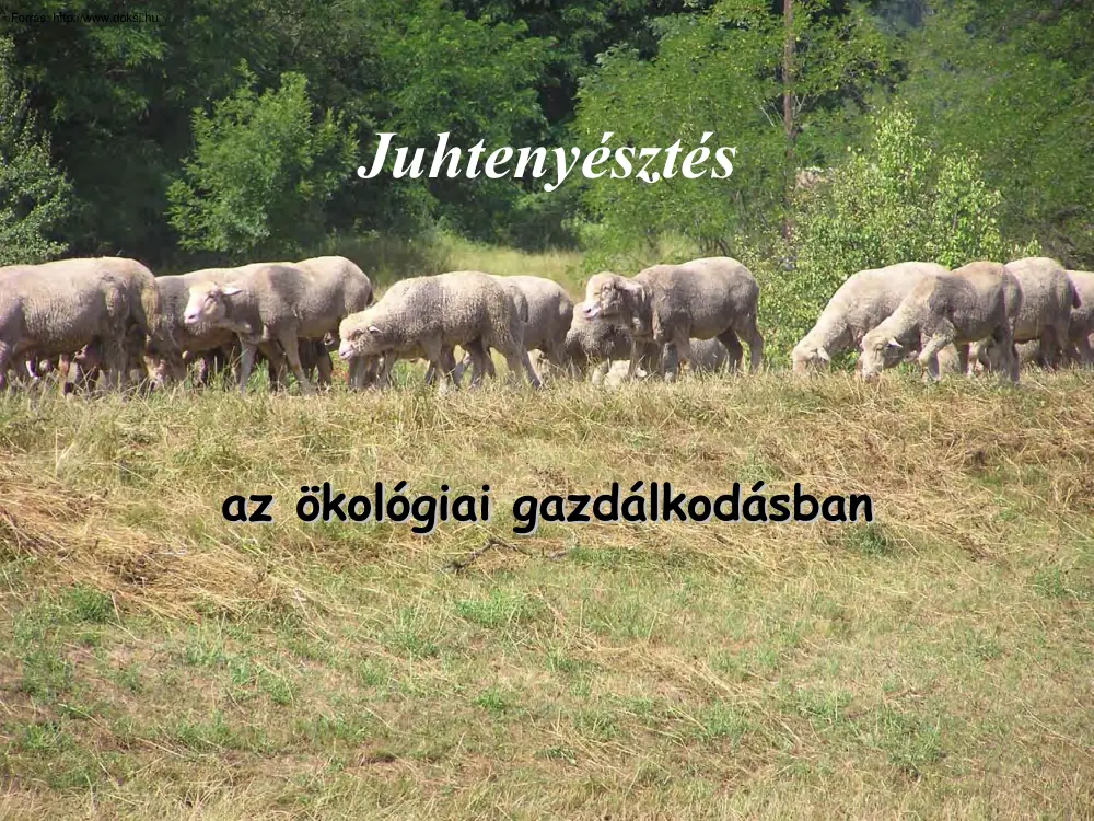 Juhtenyésztés az ökológiai gazdálkodásban