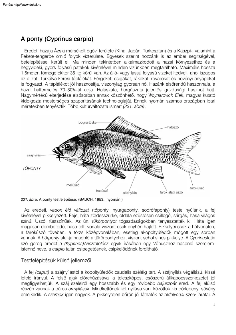 A ponty, cyprinus carpio