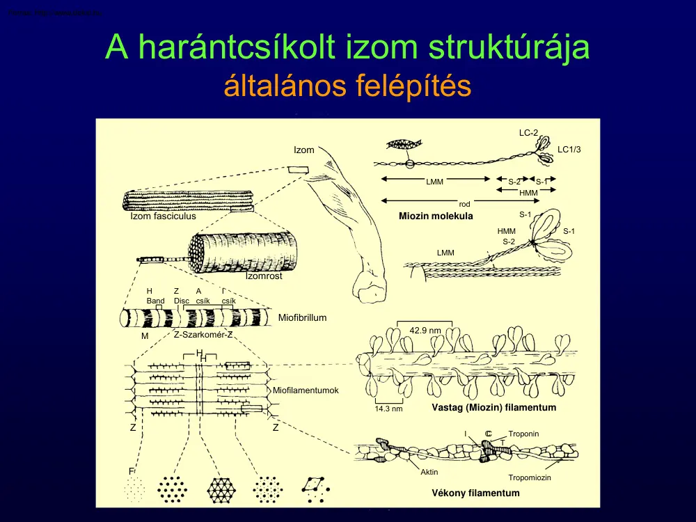 A harántcsíkolt izom struktúrája