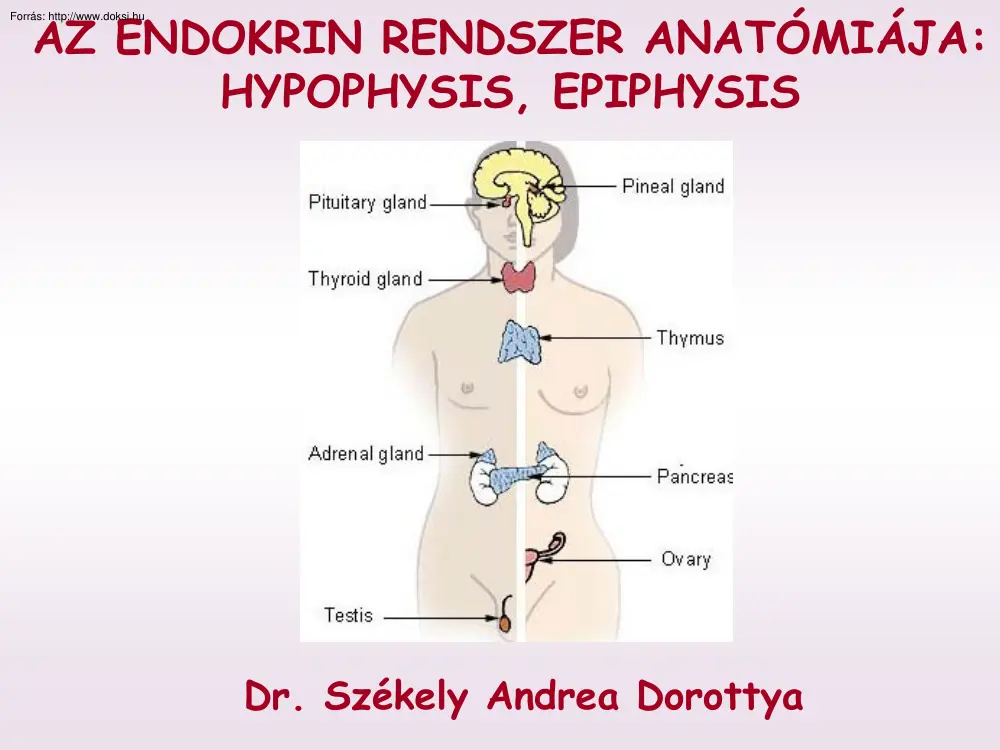 Az endokrin rendszer anatómiája (Hypophysis, epiphysis)