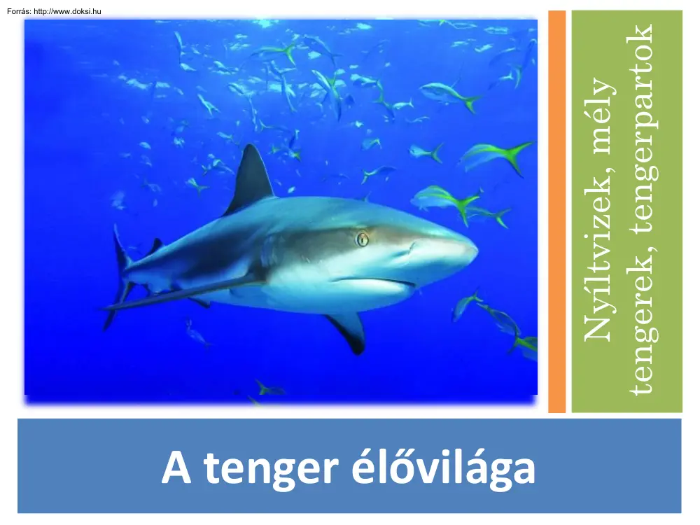 A tenger élővilága, nyíltvizek, mély tengerek, tengerpartok