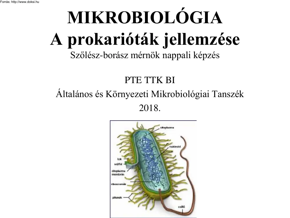 A prokarióták jellemzése