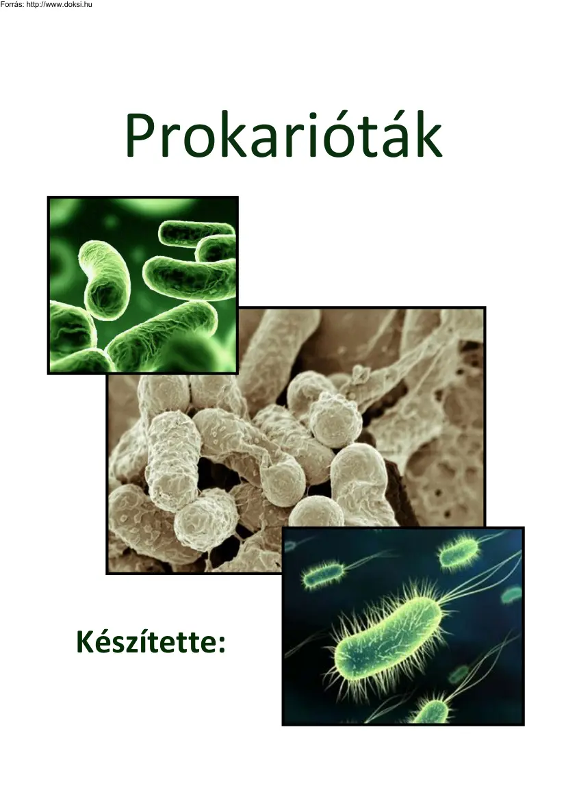 Nagy Zsanett - Prokarióták