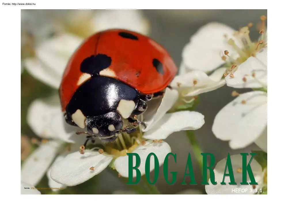 Bogarak