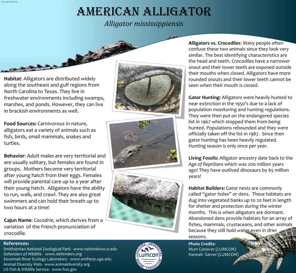 American Alligator, Alligator Mississippiensis