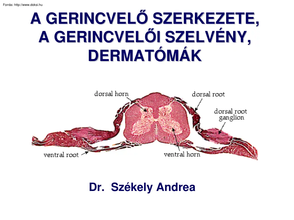 Dr. Székely Andrea - A gerincvelő szerkezete, a gerincvelő szelvény, dermatómák