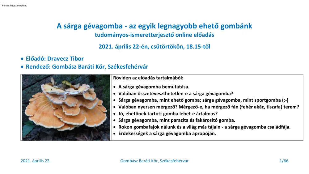 A sárga gévagomba, az egyik legnagyobb ehető gombánk