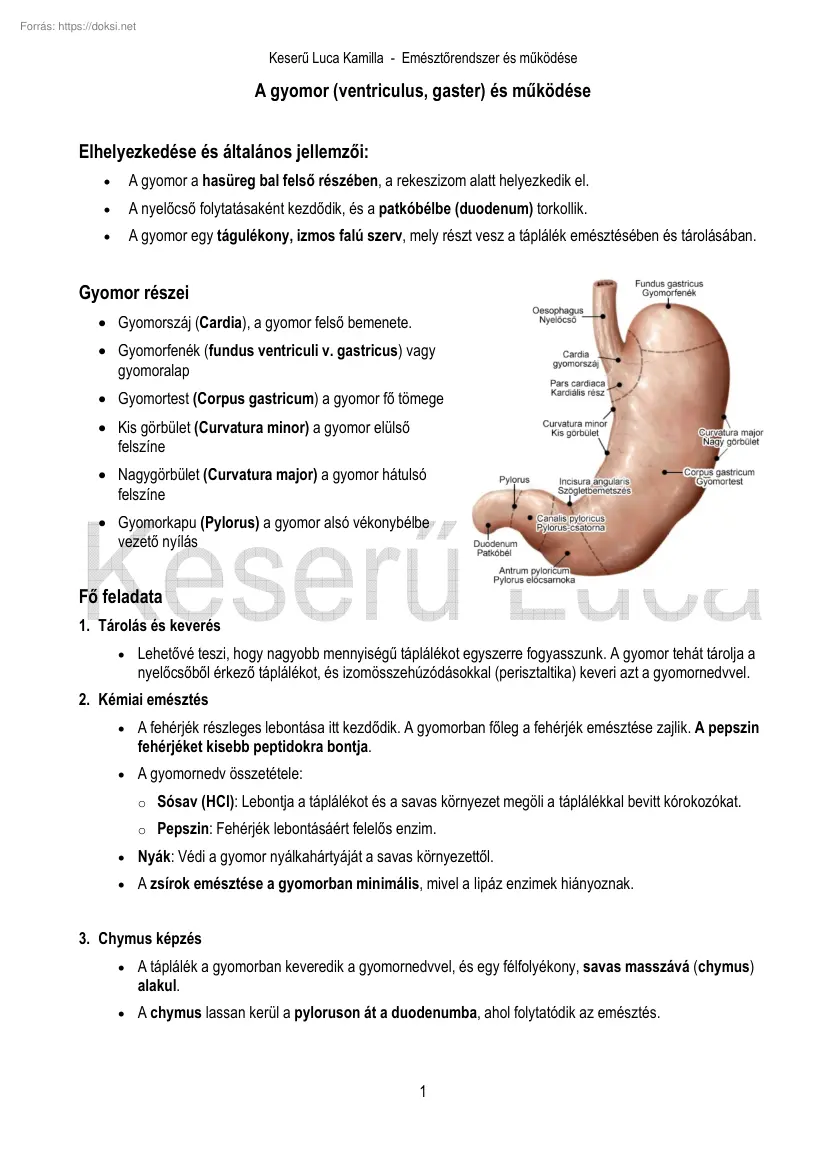 Keserű Luca Kamilla - A gyomor, ventriculus, gaster és működése