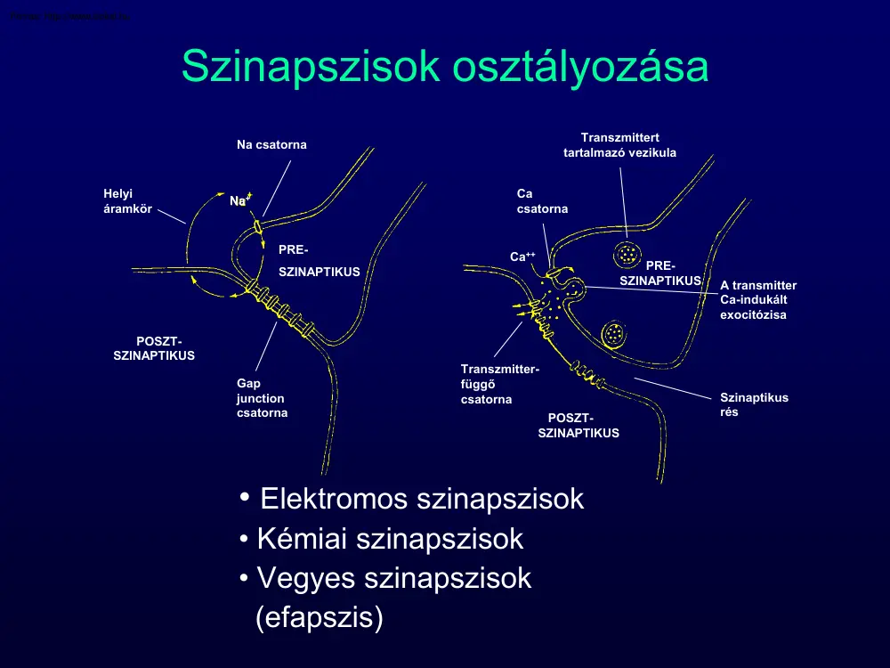 Szinapszisok osztályozása