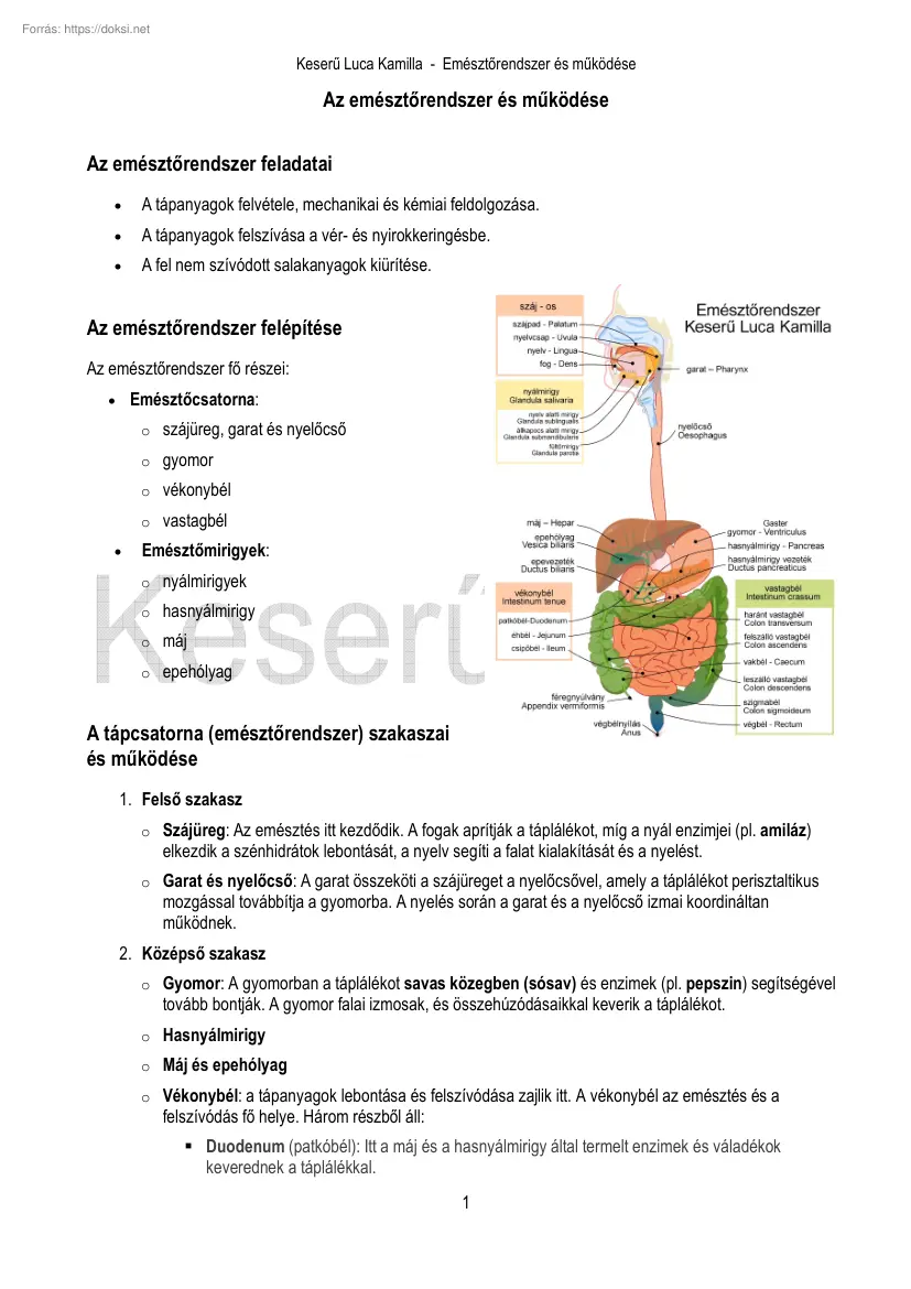 Keserű Luca Kamilla - Az emésztőrendszer és működése