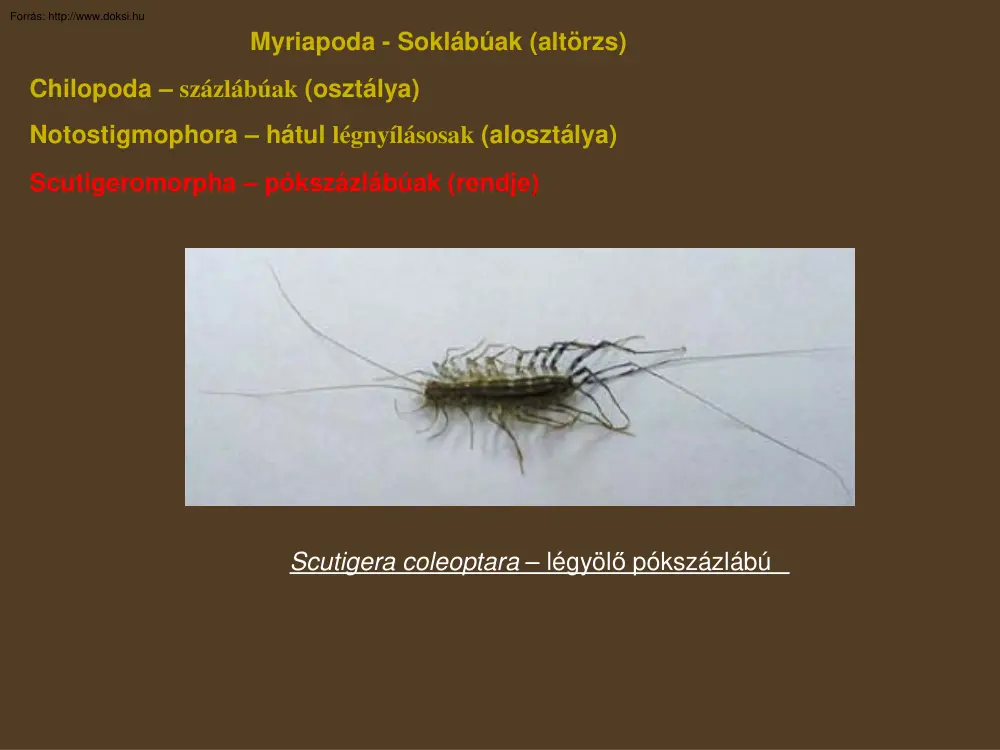 Soklábúak (Myriapoda)