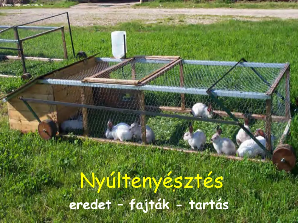 Nyúltenyésztés, eredet, fajták, tartás