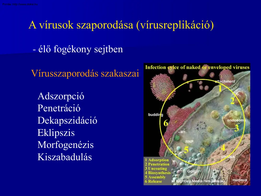 A vírusok szaporodása, vírusreplikáció