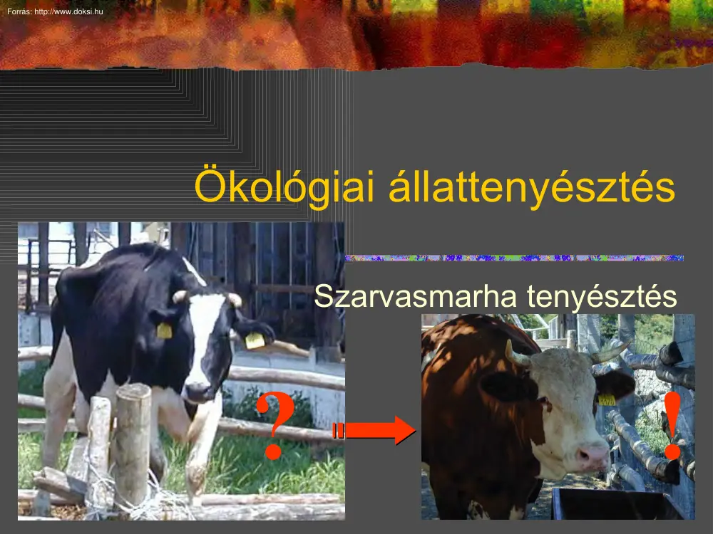 Ökológiai állattenyésztés, Szarvasmarha tenyésztés