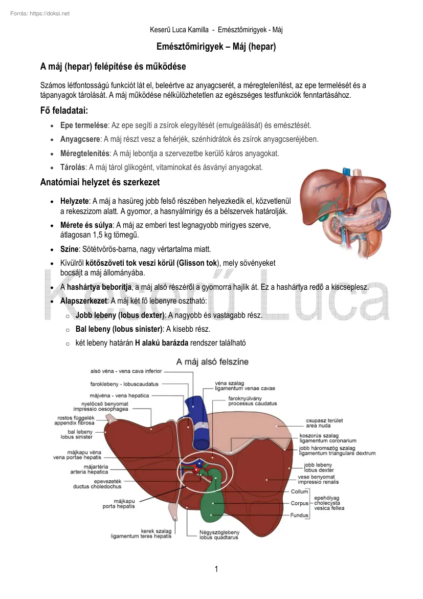 Keserű Luca Kamilla - A máj, hepar felépítése és működése