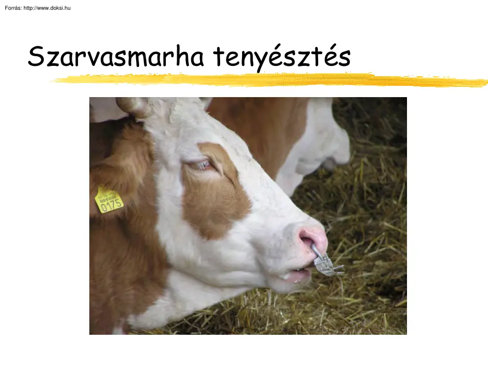 Szarvasmarha tenyésztés