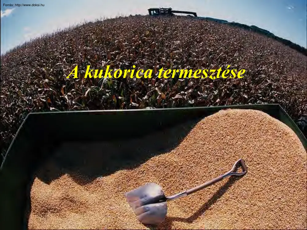 A kukorica termesztése