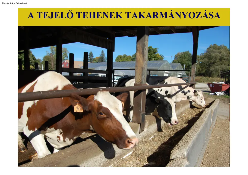 A tejelő tehenek takarmányozása