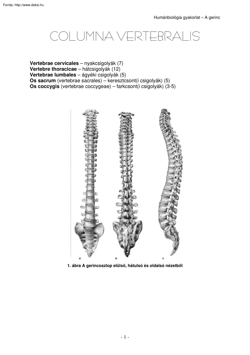 A gerinc (Columna Vertebralis)