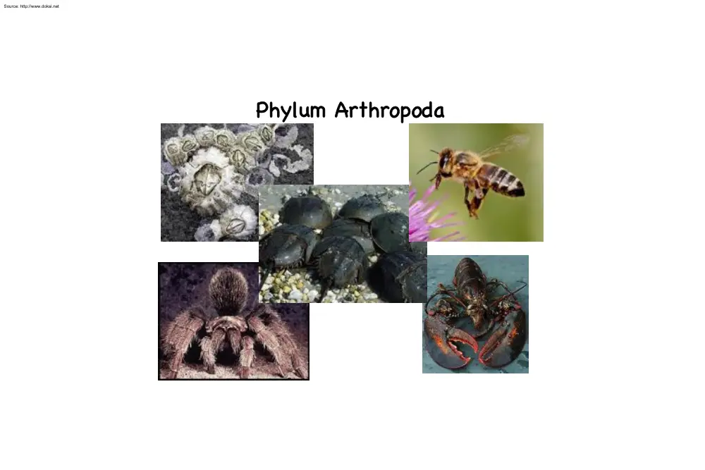 About Phylum Arthropoda