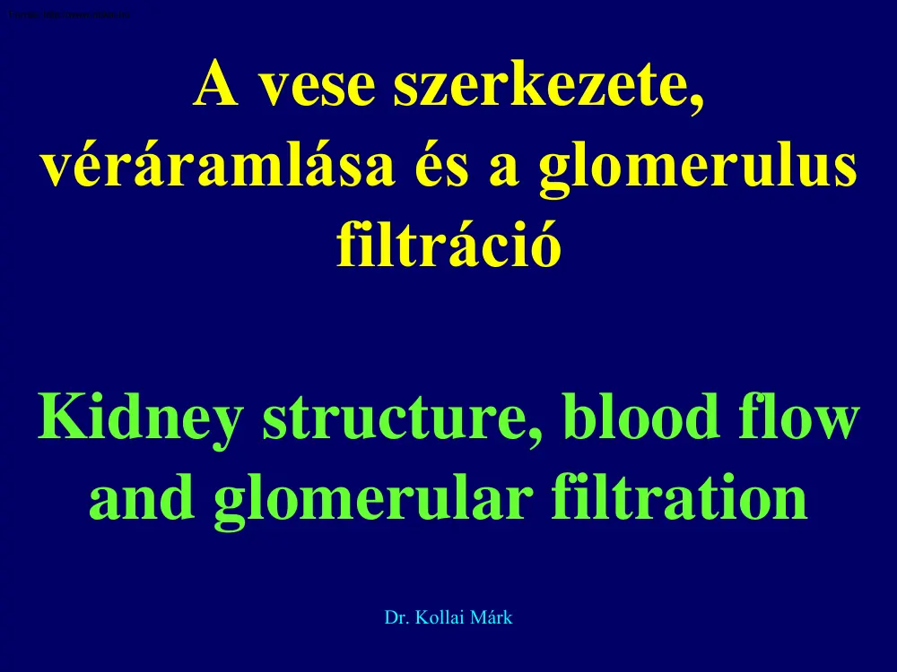 Dr. Kollai Márk - A vese szerkezete, véráramlása és a glomerulus filtráció