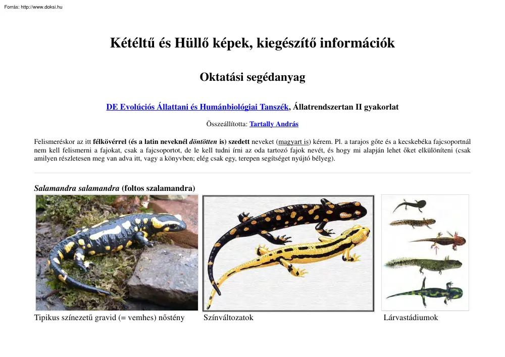 Tartally András - Kétéltű és Hüllő képek