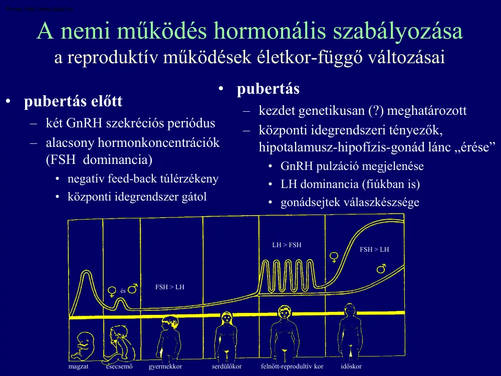 A nemi működés hormonális szabályozása