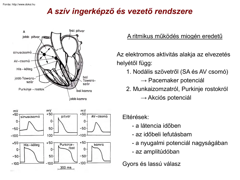 A szív ingerképző és vezető rendszere