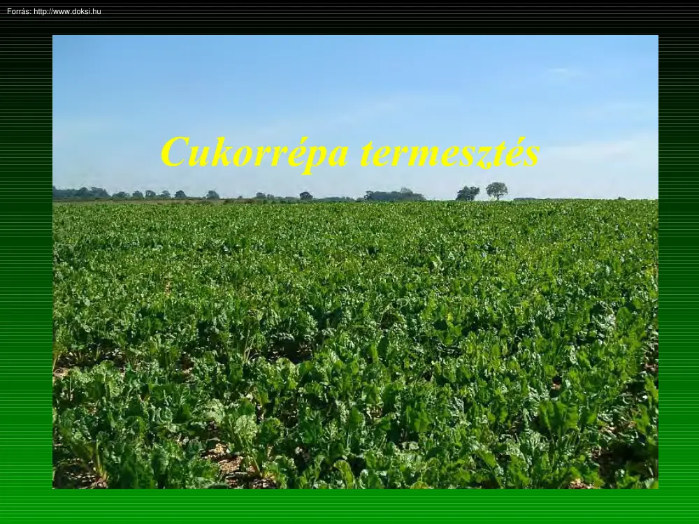 Cukorrépa termesztés