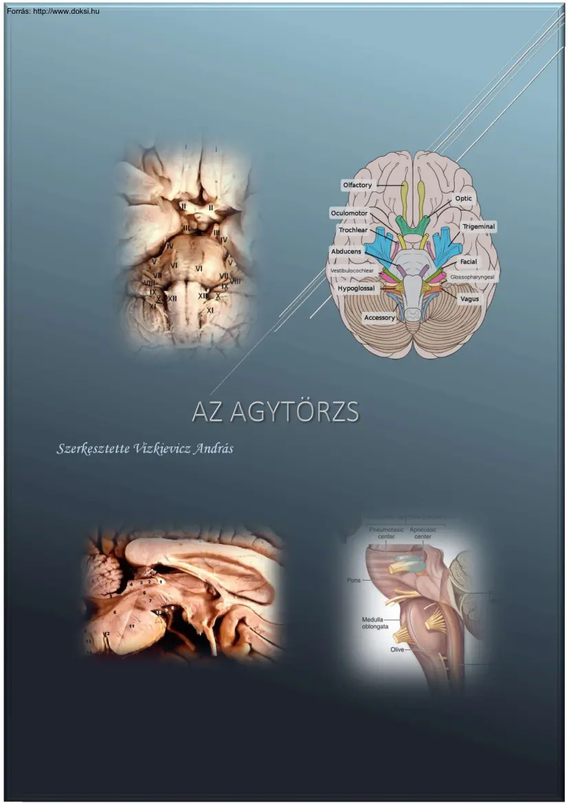 Vizkievicz András - Az agytörzs