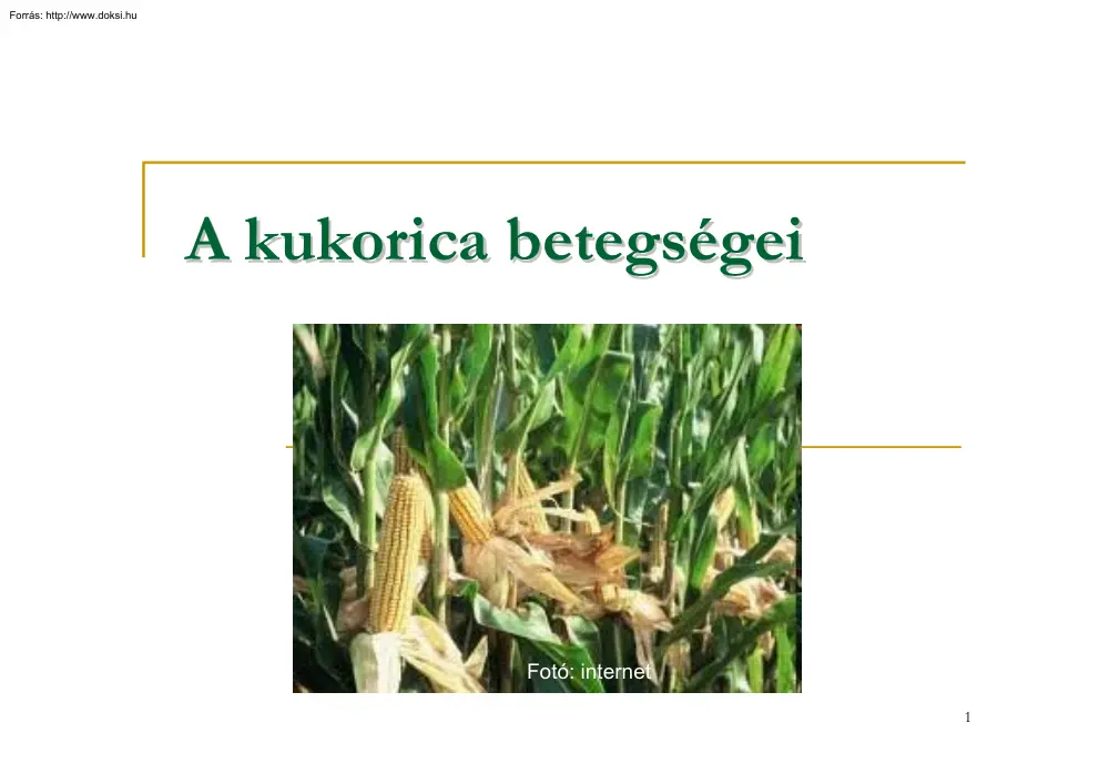 A kukorica betegségei