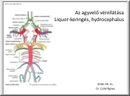 Dr. Csáki Ágnes - Az agyvelő