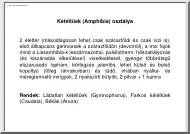 A kétéltűek (Amphibia) osztálya