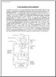 A szív normális és kóros