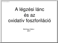 Dr. Bánhegyi Gábor - A légzési